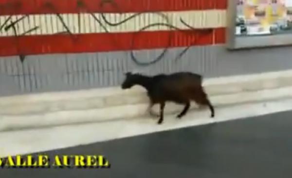 بالفيديو: ماعز تتنزه بين الركاب في محطة مترو روما