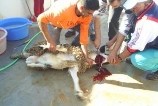 توجيهات صحية لذبيحة الأضحية 