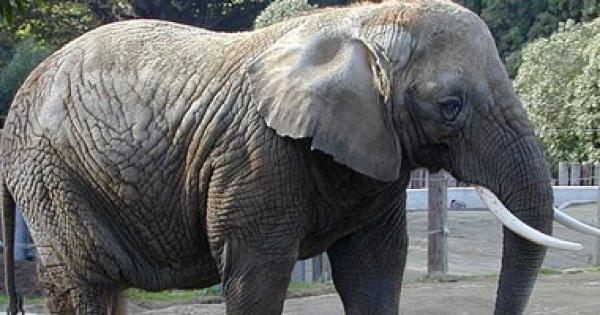فيل يقتل مدربه في منشأة ترفيهية غربي اليابان