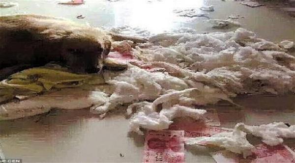 أخفى النقود عن زوجته فعثر عليها الكلب ومزقها