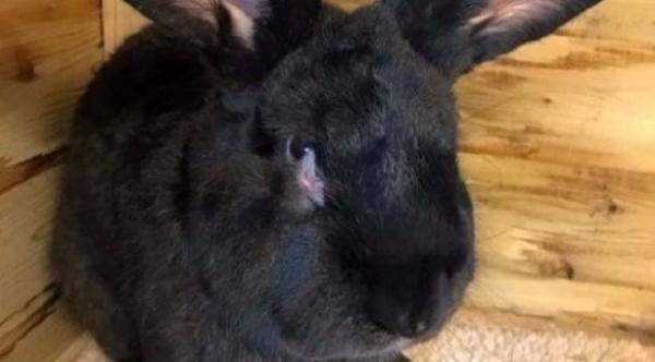 شركة يونايتد إيرلاينز أمام المحكمة بسبب نفوق أرنب