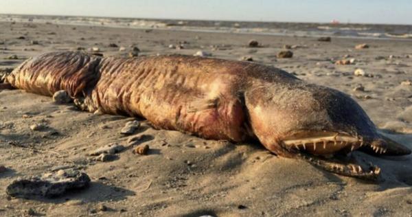 صورة ..الإعصار هارفي "يجلب" مخلوقا مرعبا يحير العالم