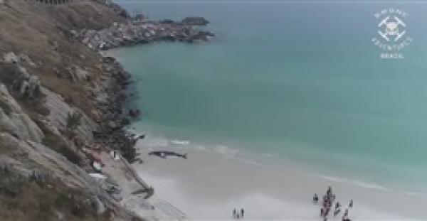 بالفيديو.. محاولات لإنقاذ حوت ضخم جنح بالشاطئ