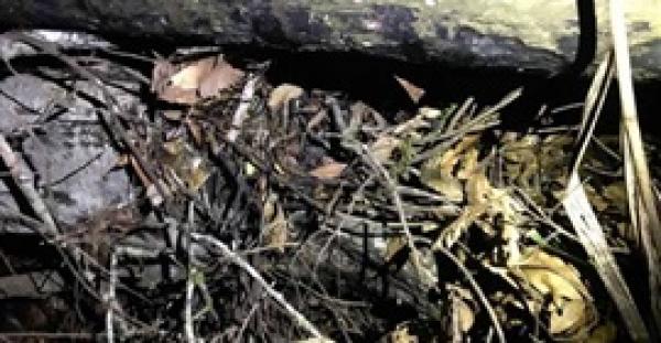 هل يمكنك العثور على أفعى في هذه الصورة؟