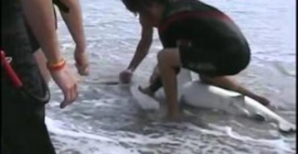 بالفيديو.. سمكة قرش تنتقم من صائدها وتقضم يده