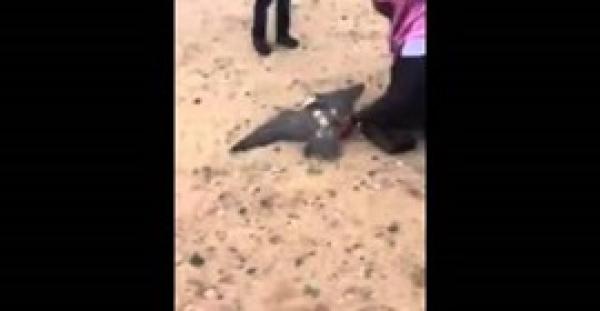 بالفيديو.. لحظة اصطدام «صقر» بسيارة سعودي