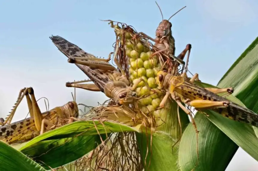 استنفار بالجنوب المغربي.. رش آلالف الهكتار بالمبيدات لمحاصرة "غزو" الجراد الصحراوي المدمر