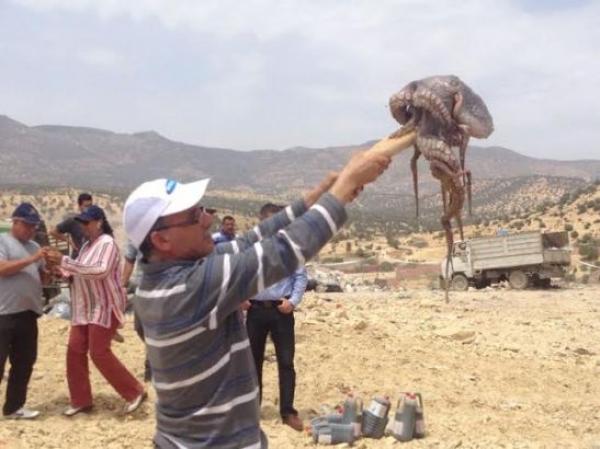 أكادير: دعوات لاتخاذ الحيطة والحذر حتى لا تتكرر الكارثة تزامنا وعملية اتلاف كميات الاخطبوط المهرب التي ستتم هذا الصباح