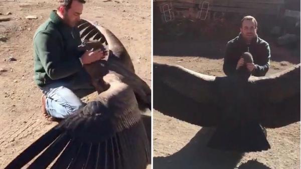 بالفيديو: صداقة حميمية بين نسر ورجل أنقذه من الموت