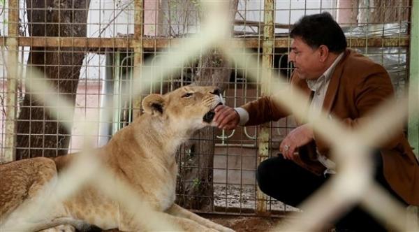 عراقي يعشق تربية الأسود في حديقته وترويضها