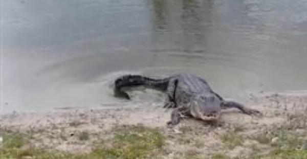 بالفيديو .. تمساح يبتلع كرة جولف أمام اللاعبين