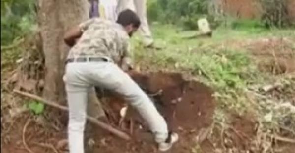 بالفيديو.. رجل يستدرج كوبرا ويمسكها بيديه العاريتين