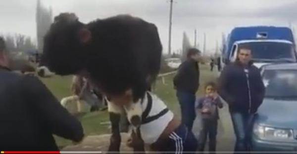 بالفيديو: تركي قوي يحمل فوق كتف عجل و يجر أربع عربات دفعة واحدة