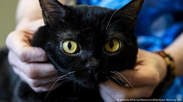 صوت القطط .. ما حقيقة امتلاكه تأثيرا إيجابيا على صحة الإنسان؟