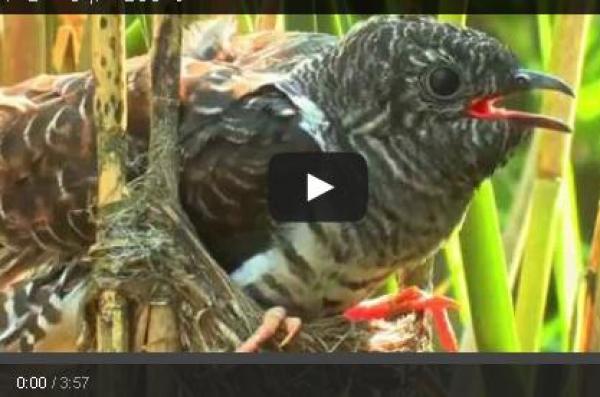 بالفيديو ...تعرف على الطائر «الأناني»