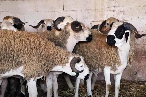 قرار مفاجئ من "مسلمي" سبتة المحتلة بخصوص عيد الأضحى