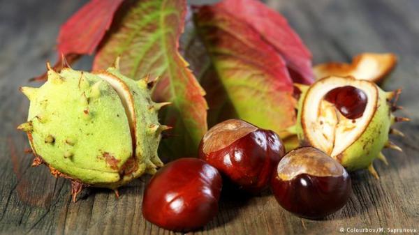 هذا مايحدث لجسمك عندما تأكل الكستناء