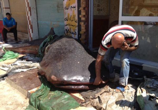 صيادون ينجحون فى صيد سمكة تزن 4 أطنان وبطول 10 أمتار