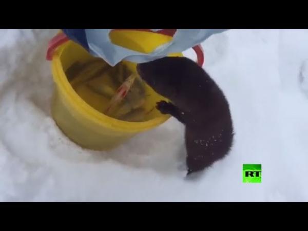 فيديو طريف.. حيوان المنك يخطف سمكة من صياد