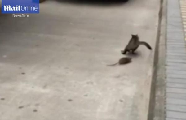 بالفيديو: فأر يطارد قطاً مذعوراً