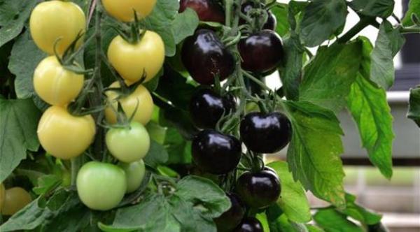 صورة: أول شجرة تنتج طماطم سوداء وبيضاء