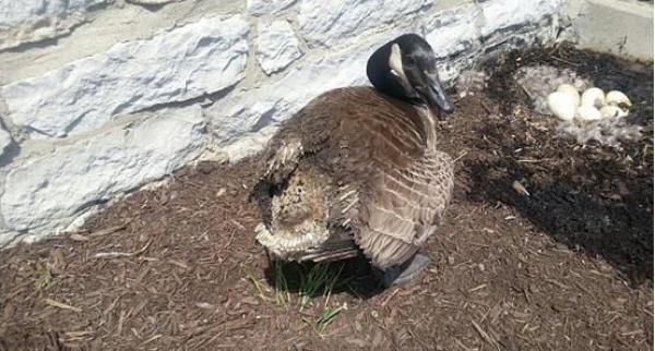 بالصور .. « الأمومة » غريزة كامنة في كل أم حتى في الحيوانات