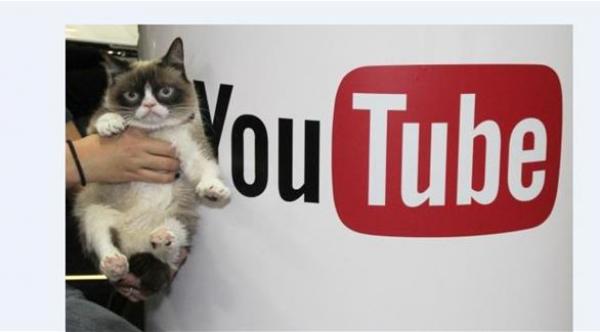 دراسة: مشاهدة فيديوهات القطط مفيدة لصحتك