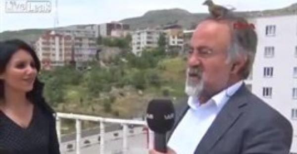 بالفيديو.. طائر يستقر فوق رأس مذيع في مقابلة على الهواء