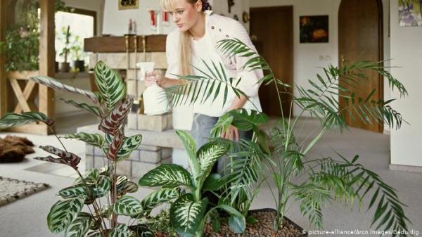 لعلاج اكتئاب كورونا.. تطبيقات ذكية لزراعة النباتات المنزلية