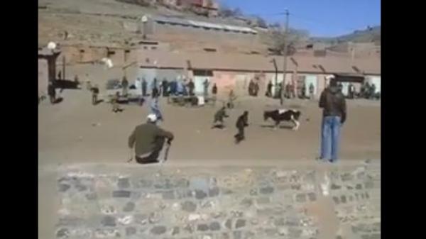 فيديو يشعل الفيسبوك لشبان يحاولون توقيف ثور هائج على الطريقة المغربية لمصارعة الثيران