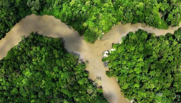 للمرة الأولى.. تباطؤ إزالة الغابات في "الأمازون" في البرازيل