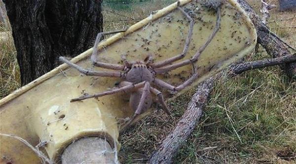 هل هذا أضخم عنكبوت في العالم؟