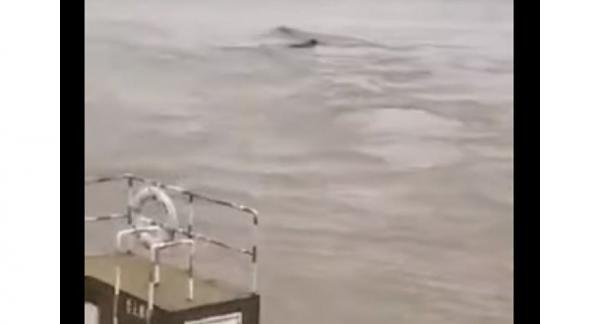 اكتشاف "وحش مائي" ضخم طوله 18 مترا في الصين (فيديو)