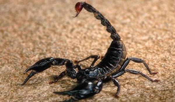 تراجع عدد حالات الوفاة بلسعات العقارب من 400 حالة سنويا إلى حوالي 50 حالة في السنوات الخمس الأخيرة