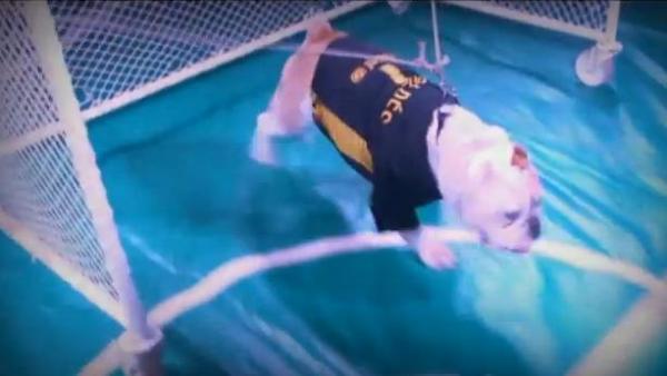 شاهد كلاب .. مهووسة بالكلاسيكو