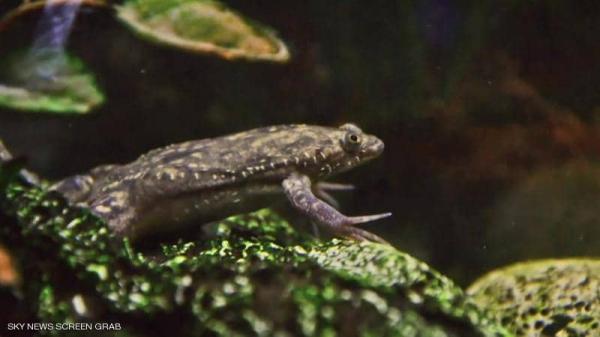 علماء أمريكيون يتمكنون من بناء أول روبوت حي