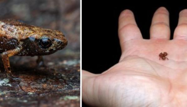 اكتشاف ثاني أصغر حيوان فقاري في العالم في غابات البرازيل