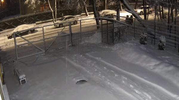 بالفيديو.. تسقط عليه شجرة ويخرج سليما معافى