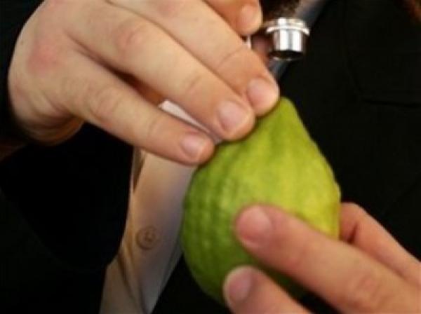 إسرائيل تستورد أول شحنة من فاكهة "الاتراج " من المغرب