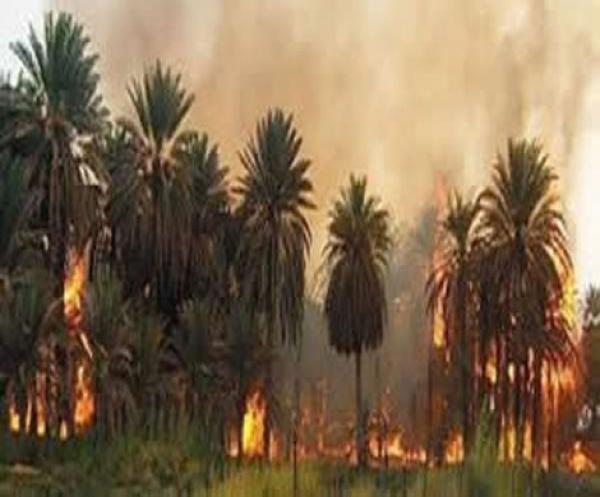 النيران تلتهم واحة نخيل بكلميم والحديث عن إصابات بشرية
