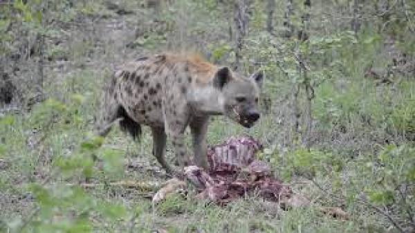 النيابة العامة تدخل على الخط في قضية افتراس حيوان متوحش لشخص بزاكورة وهذا ما اكتشفته