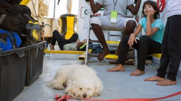 إنقاذ كلبة من الغرق كانت وسط "حراكة" بسواحل "البحر المتوسط" !