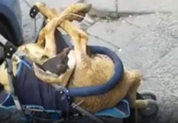 من غرائب العيد.. اعتقال مغربي بايطاليا نقل أضحيته في عربة أطفال (فيديو)