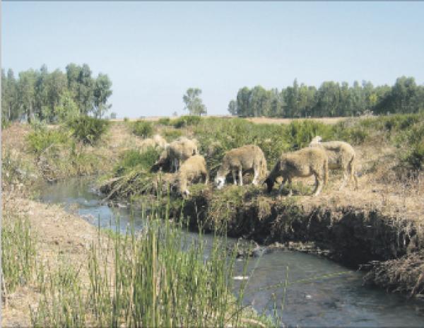 حقول ببن سليمان تسقى بمياه المجاري