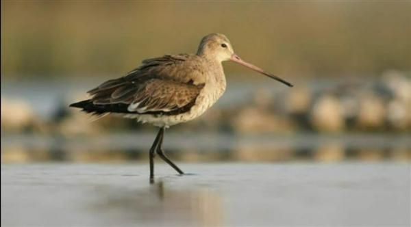 طائر غودوين يقطع قطع 13.560 كيلومتراً بدون توقف لمدة 11 يوماً