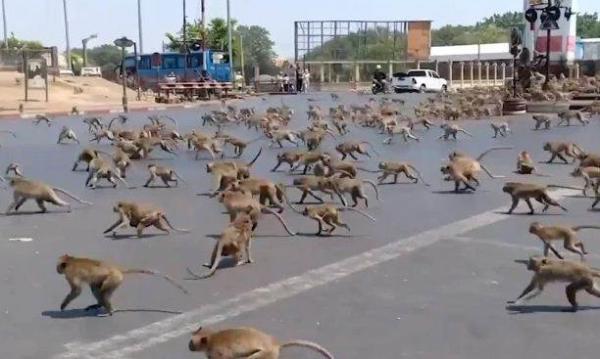 بسبب غياب السياح،القردة تغزو شوارع طايلاند بحثا عن الطعام