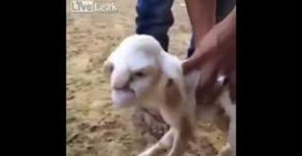 بالفيديو.. ولادة خروف بوجه رجل عجوز