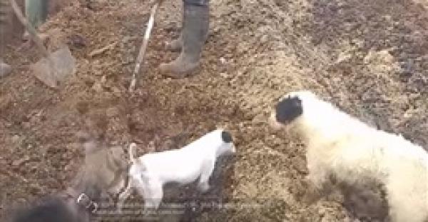 طريقة غريبة لاصطياد فئران الحقل (فيديو)