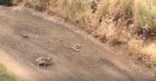 بالفيديو.. مشاجرة بين أرنب شجاع وثعبان شرس