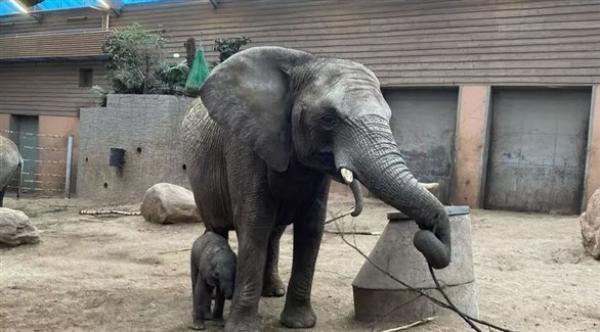 نفوق صغير فيل لا يتعدى عمره أسبوعين بعد نبذه من قطيعه في السويد